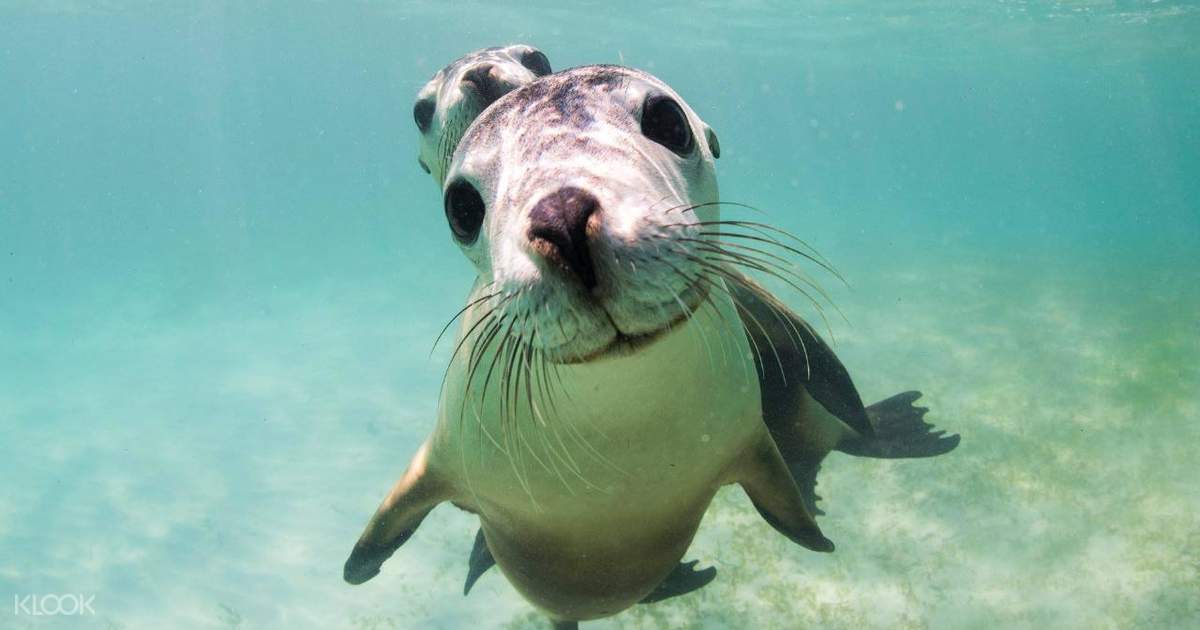 Sea Lion Tour with Optional Snorkeling Experience at Jurien Bay in
